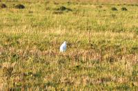 Bubulcus ibis