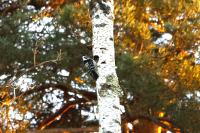 Dendrocopos minor