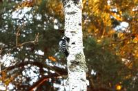Dendrocopos minor