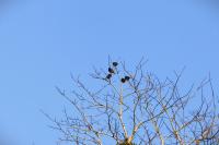 Sturnus vulgaris