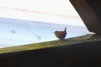 Troglodytes troglodytes