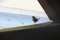 Troglodytes troglodytes