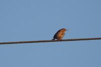Anthus pratensis
