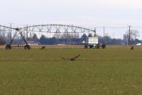 Buteo buteo