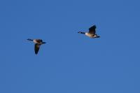 Branta canadensis