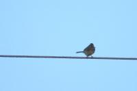 Emberiza cirlus