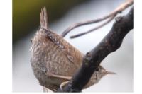 Troglodytes troglodytes