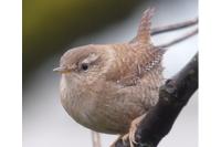 Troglodytes troglodytes