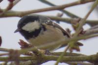 Periparus ater