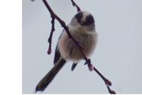 Aegithalos caudatus