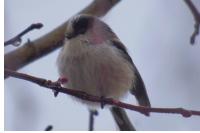 Aegithalos caudatus