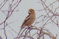 Coccothraustes coccothraustes