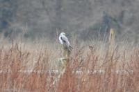 Elanus caeruleus