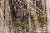 Rallus aquaticus