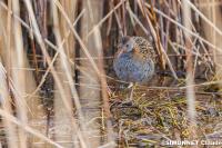 Rallus aquaticus