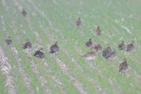Pluvialis apricaria