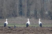 Ciconia ciconia