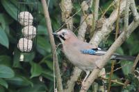 Garrulus glandarius