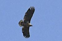 Haliaeetus albicilla