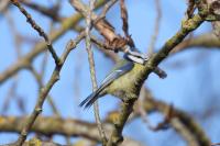 Cyanistes caeruleus