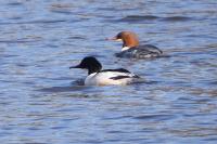 Mergus merganser