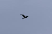 Phalacrocorax carbo