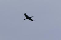 Phalacrocorax carbo