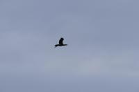 Phalacrocorax carbo