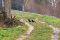 Corvus corone