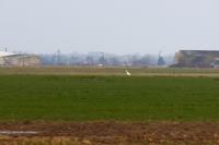 Ardea alba