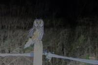 Asio otus