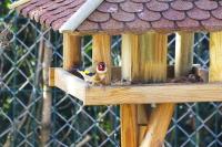 Carduelis carduelis