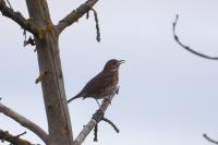 Turdus philomelos