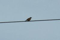 Anthus pratensis