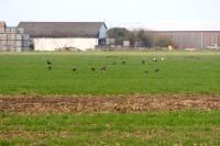 Sturnus vulgaris