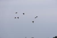 Sturnus vulgaris