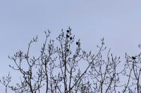 Sturnus vulgaris