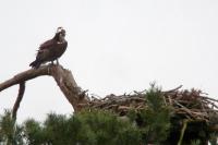 Pandion haliaetus