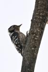 Dendrocopos minor