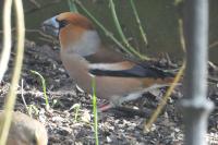 Coccothraustes coccothraustes