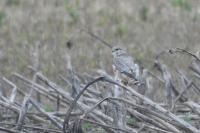 Falco columbarius