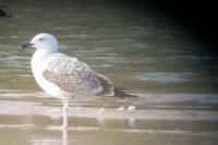 Larus cachinnans