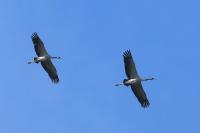 Grus grus