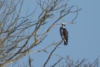 Pandion haliaetus