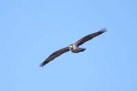 Pandion haliaetus