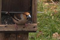 Coccothraustes coccothraustes