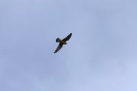 Falco tinnunculus