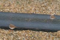 Charadrius dubius