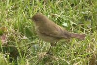 Phylloscopus collybita