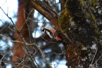 Dendrocopos medius
